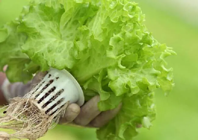 Hình ảnh chăm sóc và tưới nước cho cây xà lách con phát triển