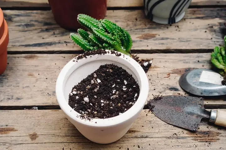 Hướng dẫn chuẩn bị hỗn hợp đất trồng xương rồng tơi xốp, thoát nước tốt để mau lớn