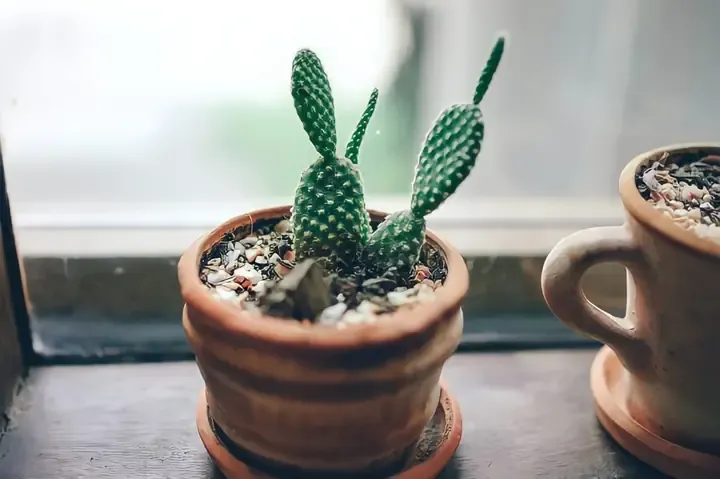 Kỹ thuật tháp ghép để nhân giống và tăng tốc độ phát triển cho cây xương rồng