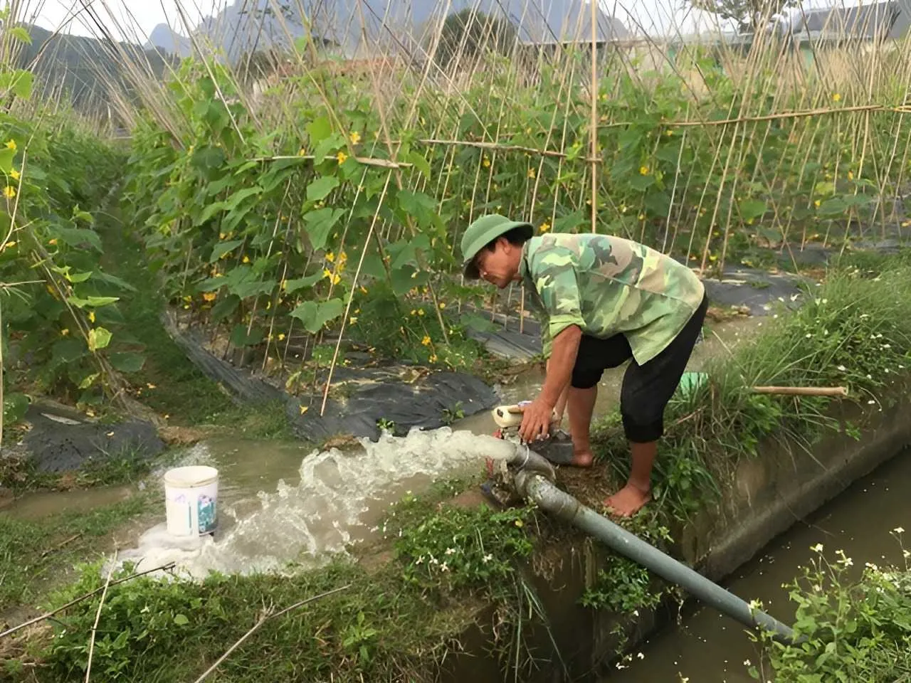 CÃ¡ch chÄƒm sÃ³c dÆ°a leo ra nhiá»u quáº£