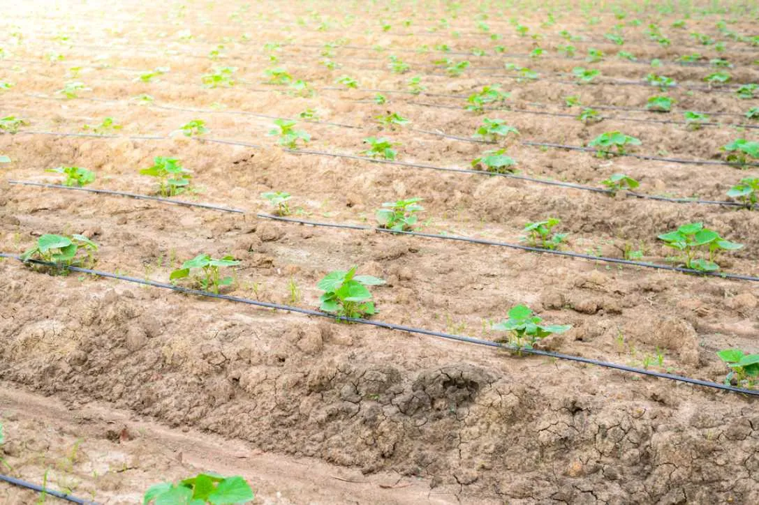 CÃ¡ch trá»“ng dÆ°a leo vÃ  chÄƒm sÃ³c dÆ°a leo sai quáº£