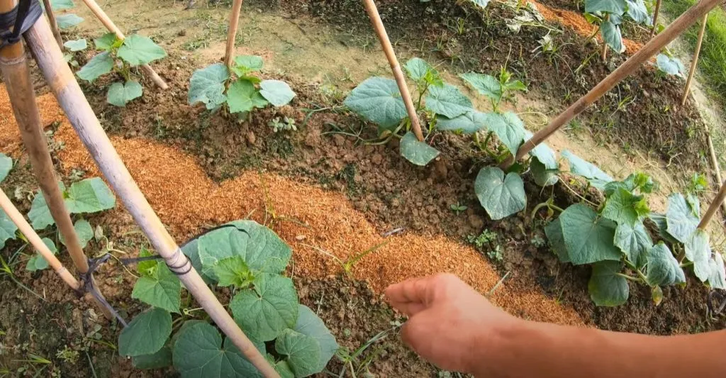 CÃ¡ch trá»“ng dÆ°a leo nÄƒng suáº¥t