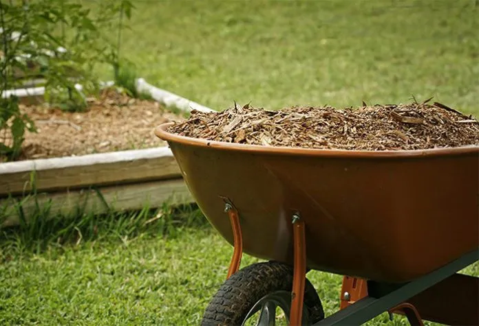 Một người làm vườn đang cắt cỏ dại bằng kéo để làm lớp phủ bề mặt đất