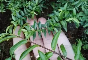 Cận Cảnh Một Cây Sen Đá Trưởng Thành Với Lá Dày, Khỏe Mạnh, Minh Chứng Cho Một Quá Trình Chăm Sóc Chuyên Cần