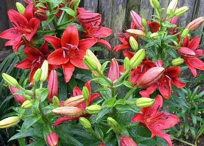 Hoa Ly Cao Thơm màu trắng đang nở rộ