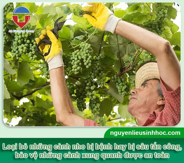 Quy trình cắt tỉa cành nho đúng kỹ thuật để tăng khả năng đậu và nuôi quả