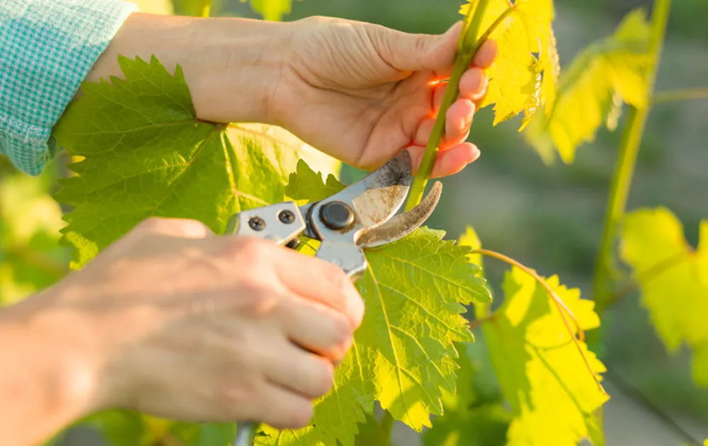 Hướng dẫn cắt tỉa cành nho theo kỹ thuật cơ bản, cần thiết cho cách trồng nho trên sân thượng.