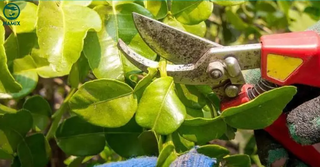 Cắt tỉa cành thường xuyên