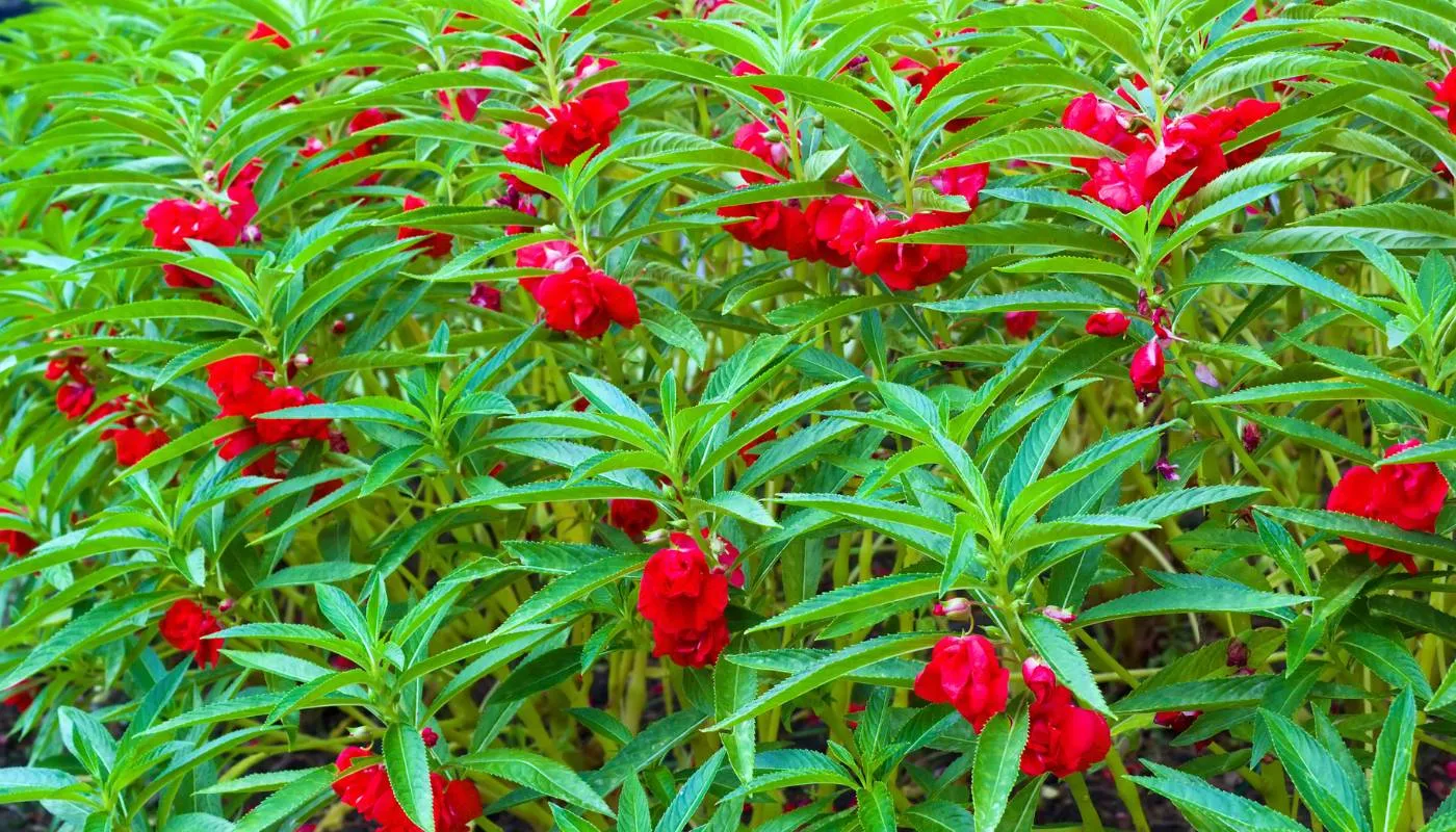 Kỹ thuật cắt tỉa và phòng trừ sâu bệnh cho hoa móng tay