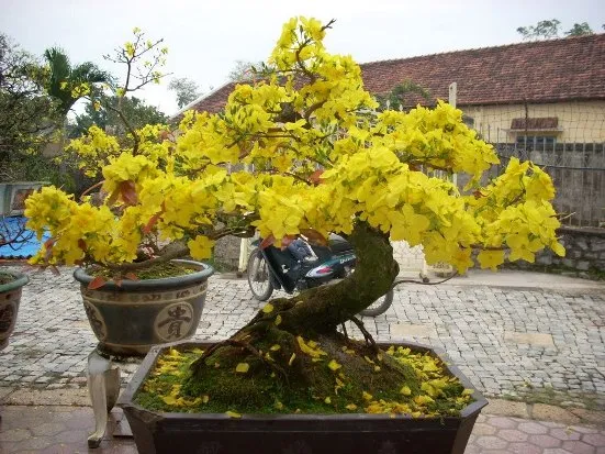 Mai kiểng vàng rực rỡ, được tạo dáng bonsai công phu theo cách trồng mai kiểng chuyên nghiệp