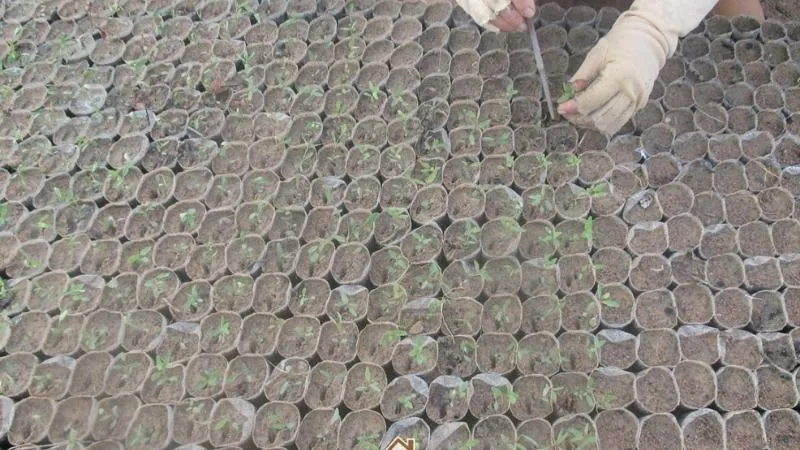 Gieo hạt cây bạch đàn trong khay ươm hoặc túi bầu