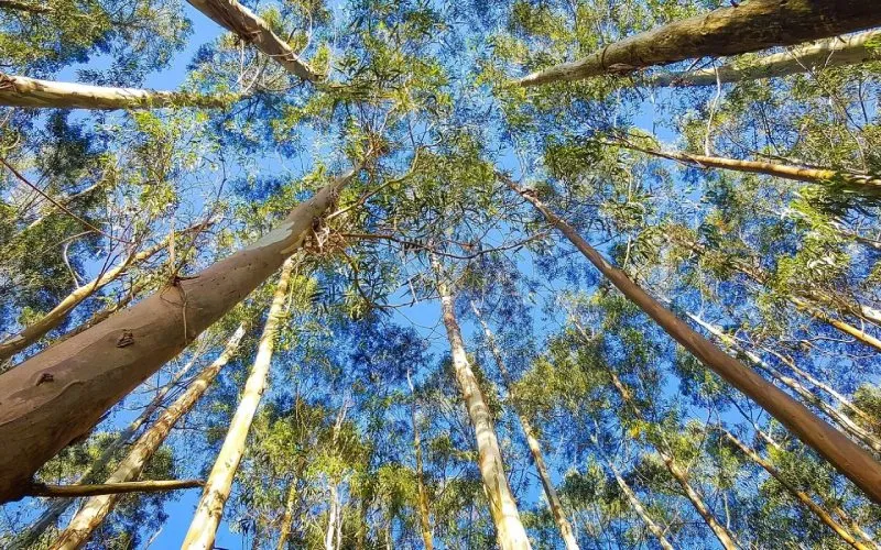 Hình ảnh rừng cây bạch đàn, biểu tượng của lợi ích kinh tế lâm nghiệp