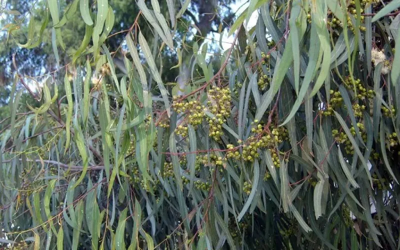 Cận cảnh lá cây bạch đàn, nguồn chiết xuất tinh dầu giá trị