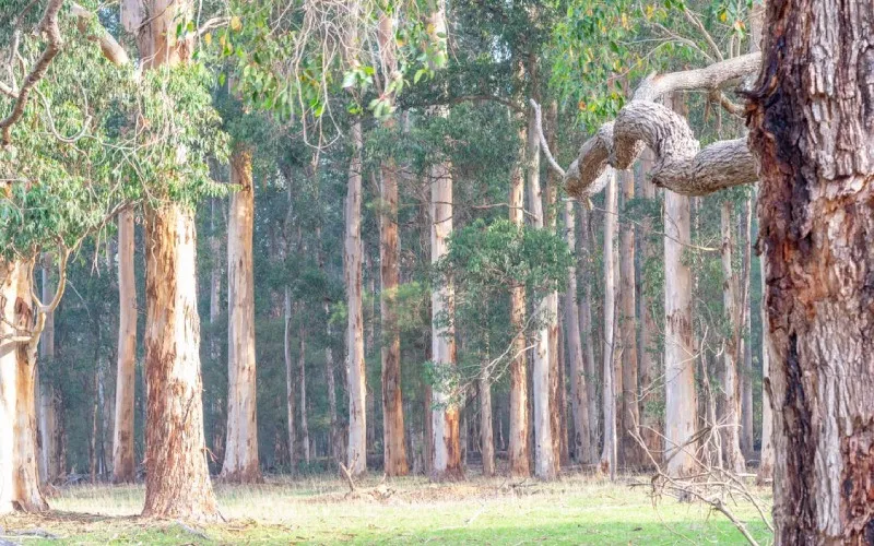Lá cây bạch đàn có mùi thơm đặc trưng của tinh dầu tràm