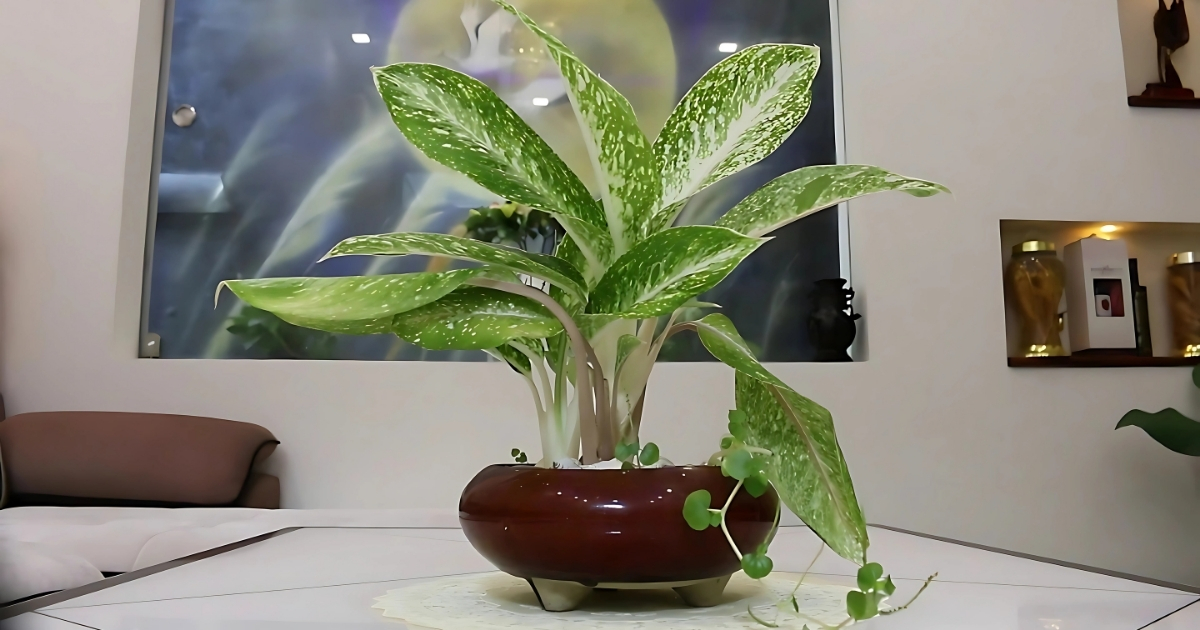 Cách Trồng Và Chăm Sóc Cây Bạch Mã Hoàng Tử: Cẩm Nang Chi Tiết Từ A Đến Z