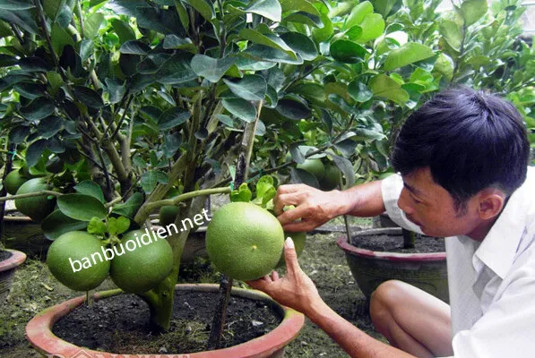 Thành quả của cách trồng cây bưởi trong chậu: cây bưởi da xanh sai trái, khỏe mạnh, sẵn sàng trang trí Tết