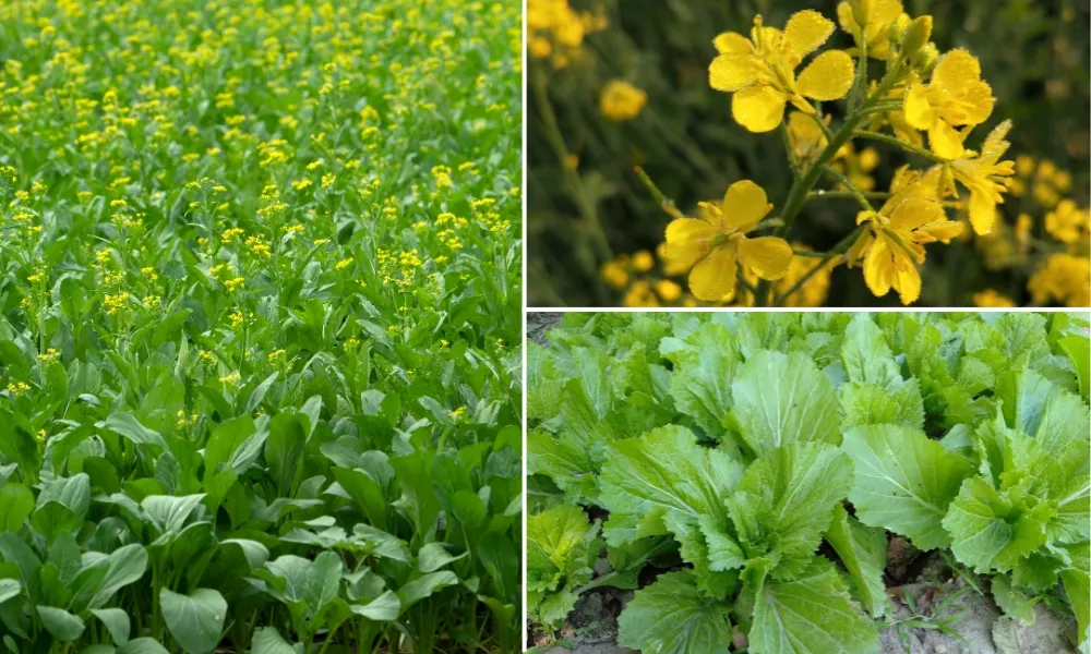 Đặc điểm sinh trưởng và lá của cây cải xanh