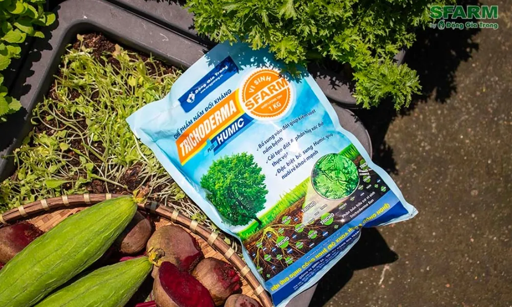 Chuẩn bị đất trồng cải xanh bằng nấm Trichoderma