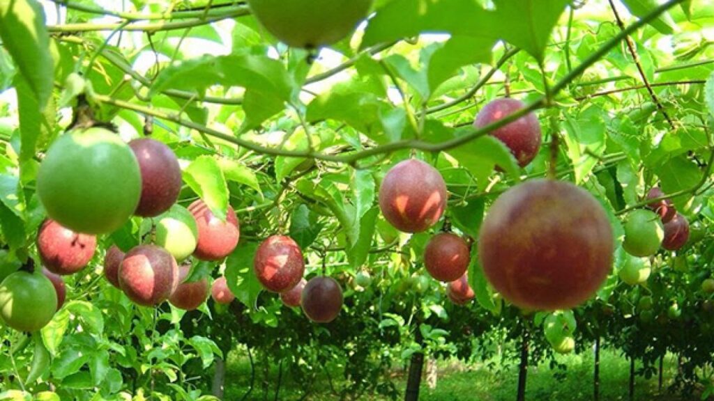 Kỹ Thuật Trồng Chanh Dây: Hướng Dẫn Chi Tiết Từ A Đến Z