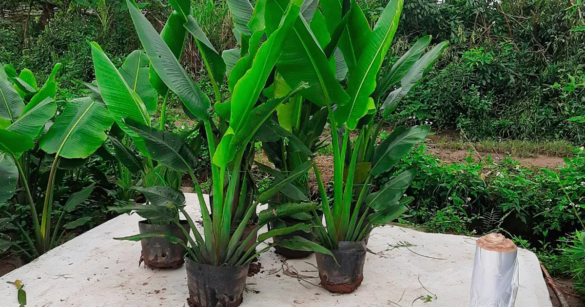 Cây chuối mini được trồng trong chậu sứ trắng hiện đại, phù hợp với cách trồng cây chuối mini tại nhà