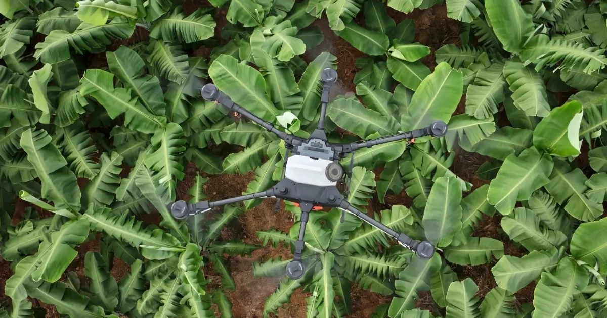 Cây chuối mini chụp từ trên cao, làm nổi bật tán lá tròn và thân giả mập mạp, chi tiết quan trọng trong cách trồng cây chuối mini