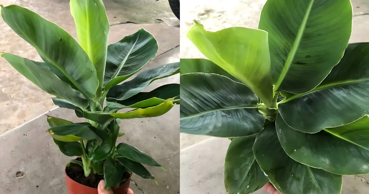 Đặc điểm của cây chuối mini, thân giả mọng nước và lá xanh thẫm, cần được chăm sóc đúng theo cách trồng cây chuối mini