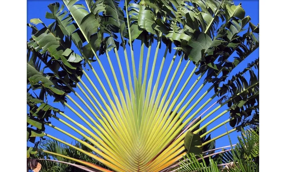 Cây chuối rẻ quạt trưởng thành với tán lá xòe rộng, một ví dụ về cảnh quan tuyệt đẹp khi áp dụng cách trồng cây rẻ quạt đúng