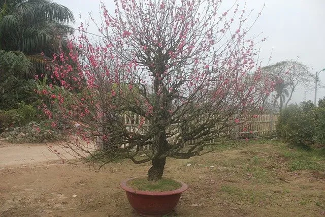 Tận dụng trồng lại cây đào sau Tết để tiết kiệm chi phí và có thú vui làm vườn