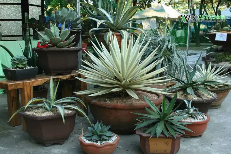 Cây Dứa Nam Mỹ cần ánh nắng trực tiếp để phát triển và chịu úng kém