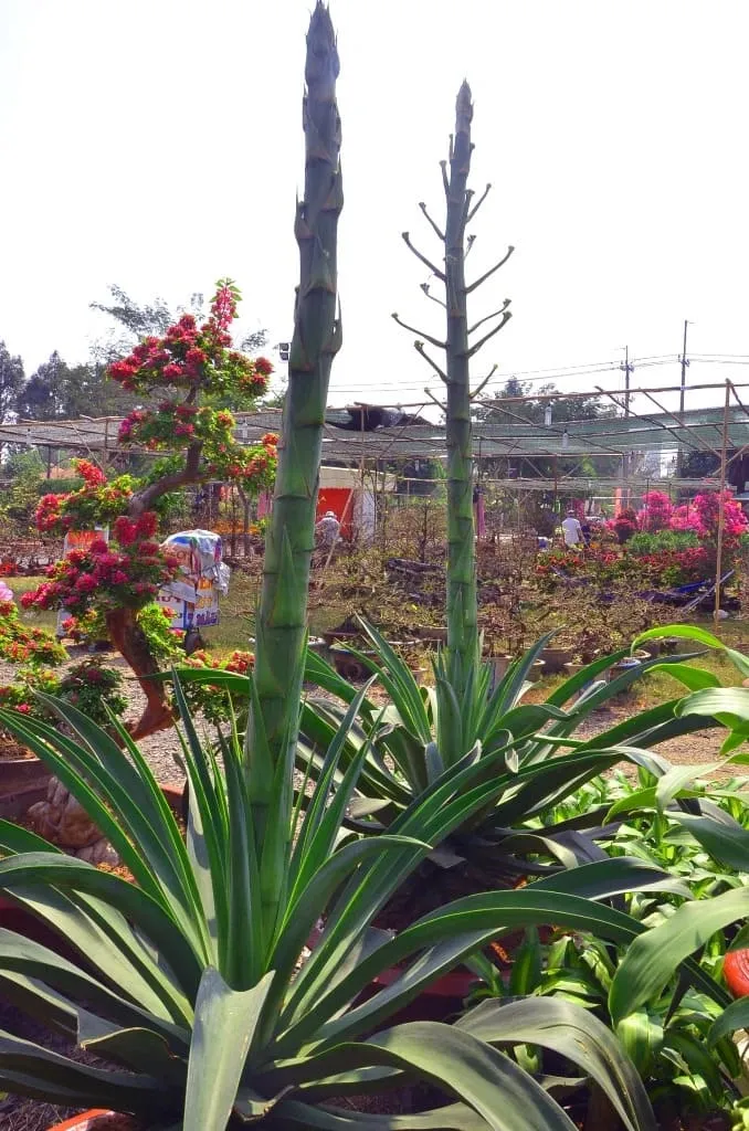 Vẻ đẹp độc đáo của cụm hoa Dứa Nam Mỹ cao vút