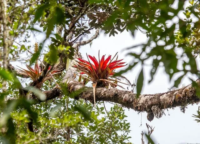 Cây Dứa Nam Mỹ phát triển mạnh mẽ giữa các loại cây cảnh khác