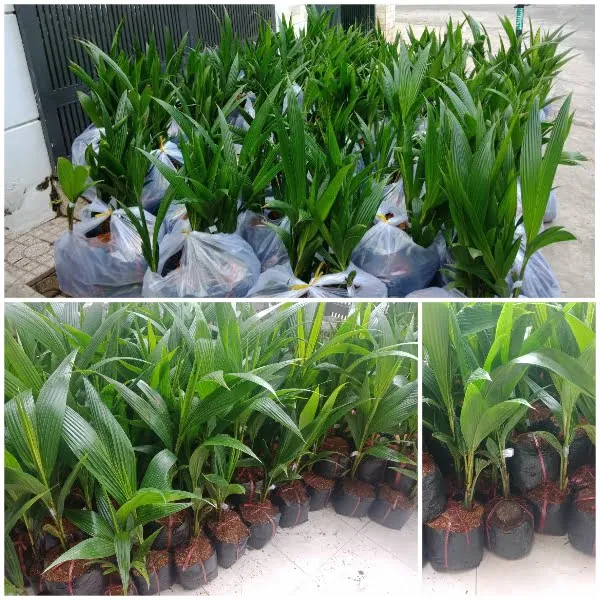 Chọn giống để trồng cây phải đảm bảo tính thuần chủng