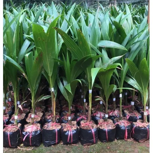 Giống cây trồng chất lượng đảm bảo năng suất sau này