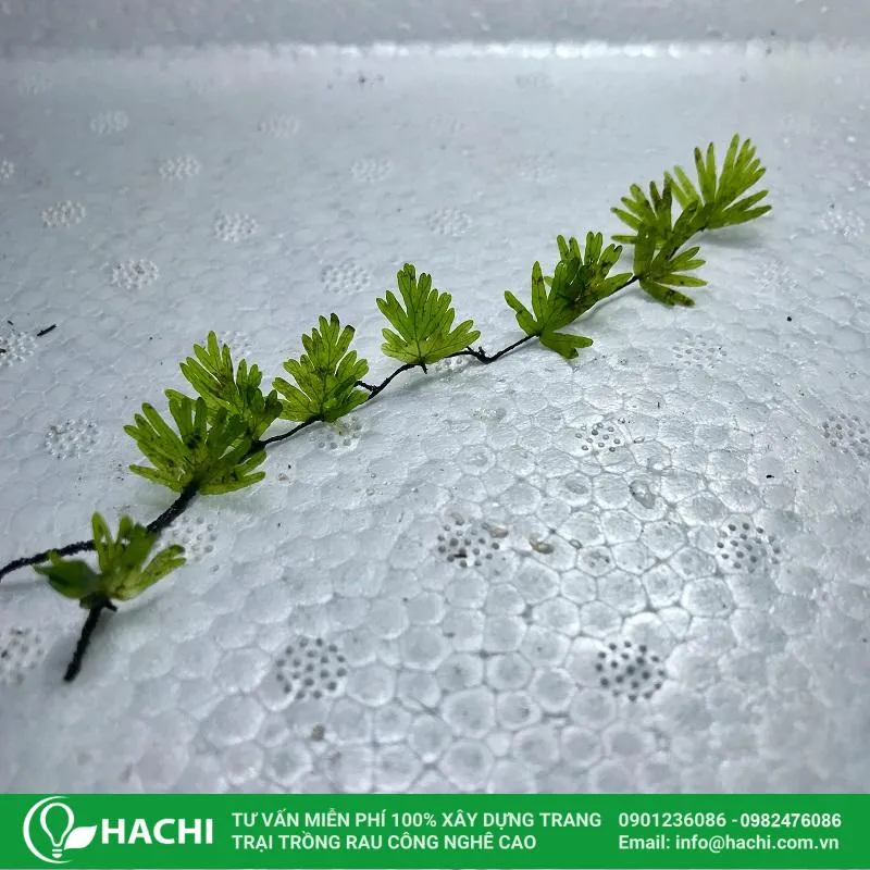 Dương xỉ thủy sinh bàn tay