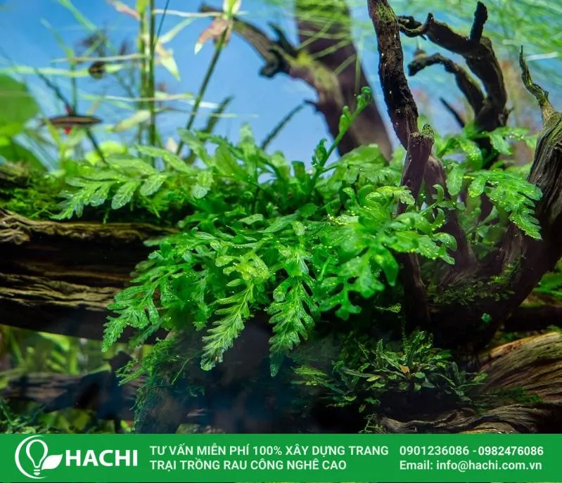 Trồng dương xỉ thủy canh