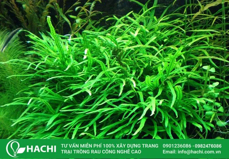 Cây dương xỉ thủy sinh lá kim