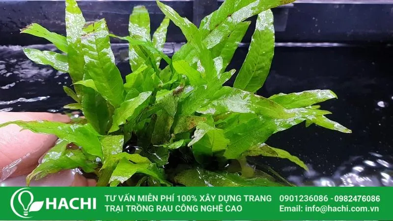Cây dương xỉ thủy sinh Java