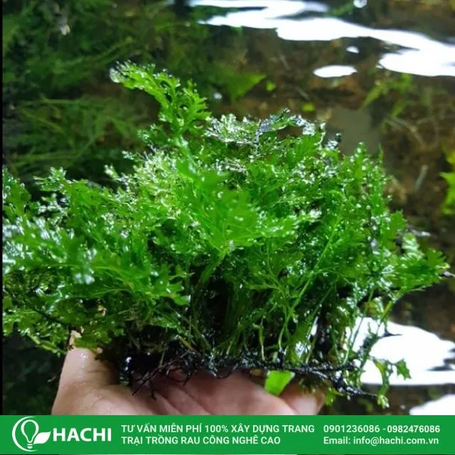 Cây dương xỉ thủy sinh lá nho