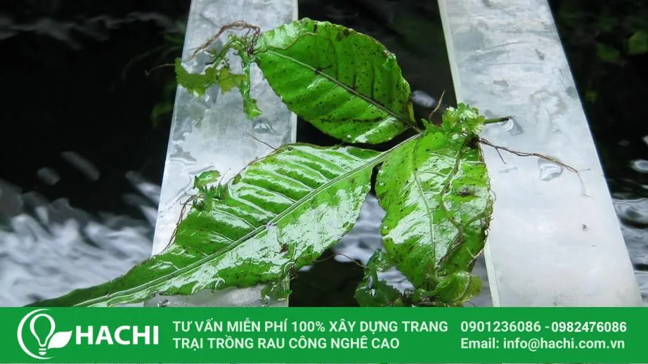 Cây dương xỉ thủy sinh lá ổi