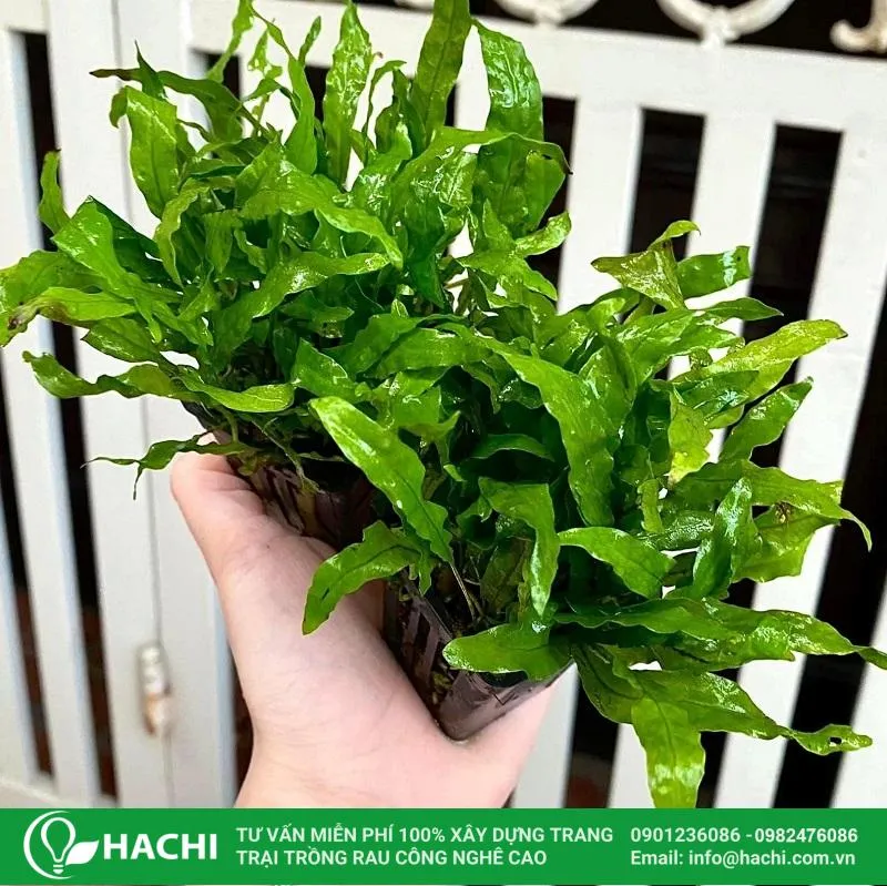 Trồng dương xỉ thủy sinh mỹ nhân