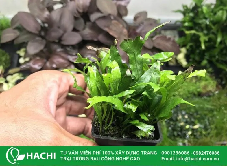 Dương xỉ thủy sinh thor