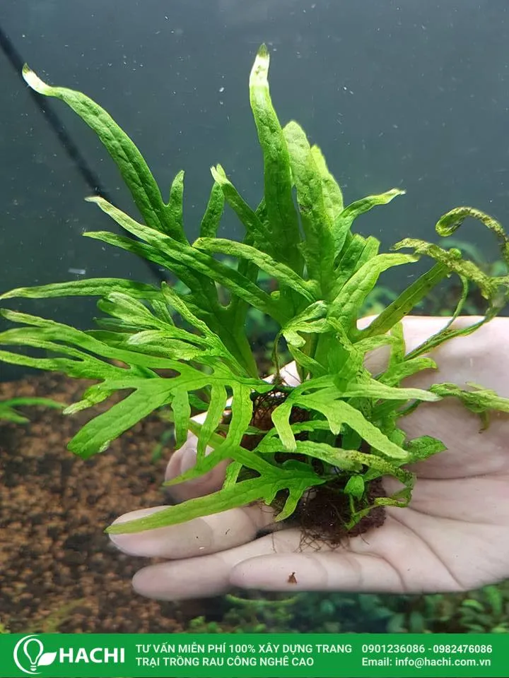 Dương xỉ thủy sinh Trident