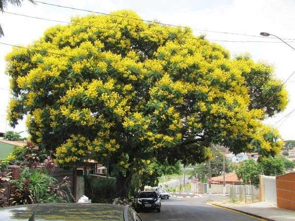 Cây Giáng Hương trưởng thành với tán lá xanh tốt, thân gỗ lớn