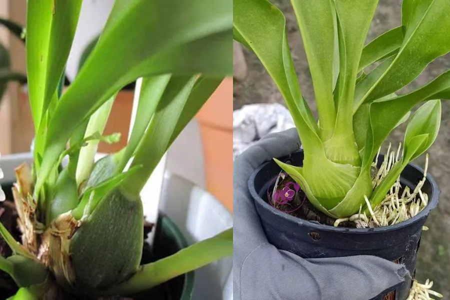 Thay chậu cho Lan Vũ Nữ khi bộ rễ đã bám chặt giá thể