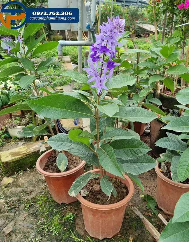 Cây giống mai xanh thái siêu hoa