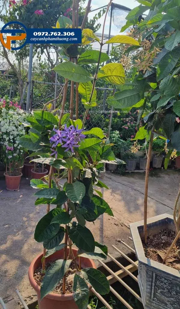 Cây giống mai xanh thái