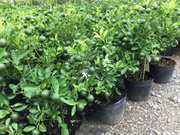 Cây giống tắc quất khỏe mạnh với bầu đất vững chắc