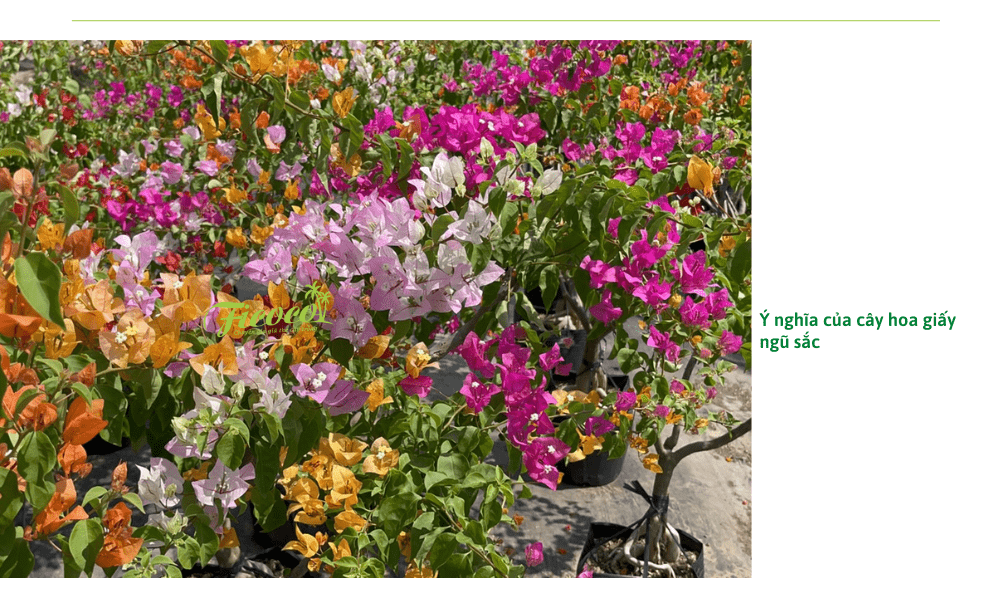 Cách Trồng Hoa Giấy Ngũ Sắc Và Kỹ Thuật Chăm Sóc Đơn Giản
