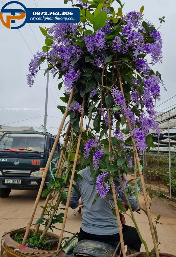Cây hoa mai xanh thái