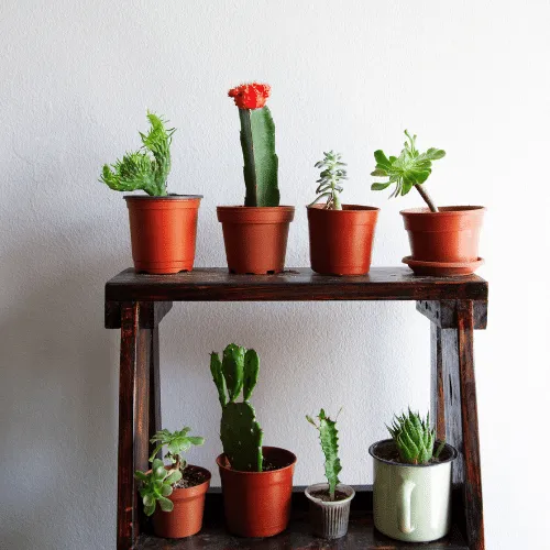 Phân loại các loại xương rồng phổ biến